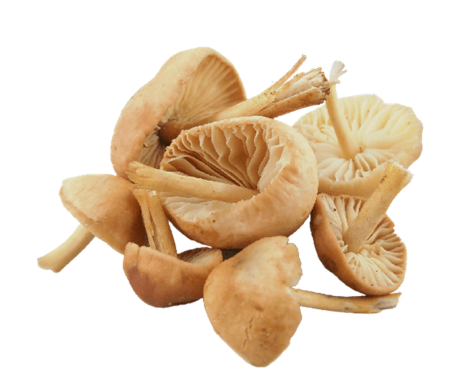 FG5015_1_Aforesta_2022_11.png