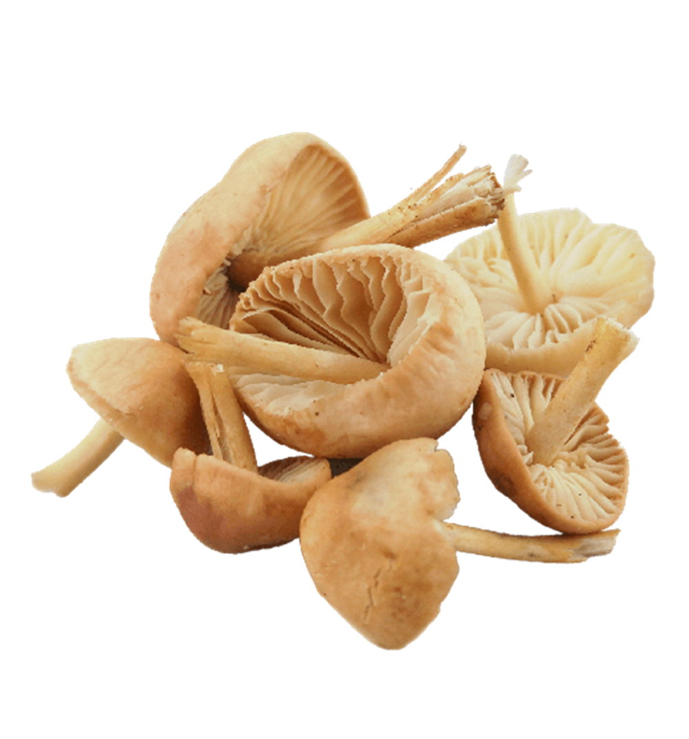 FG5015_1_Aforesta_2022_11.png